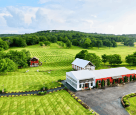 Sassafras Springs Vineyard